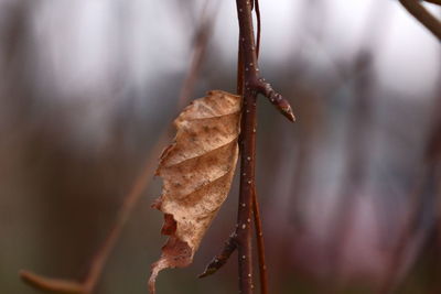 Close-up of dried leaves