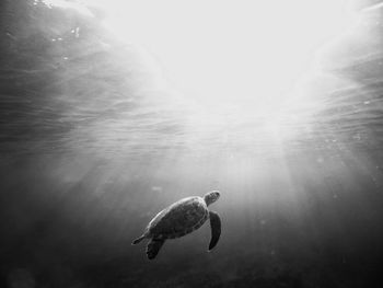 Green sea turtle surfacing to take a breath 