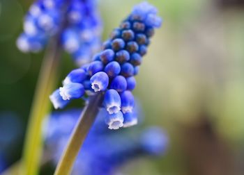 Close-up of purple flowering plant