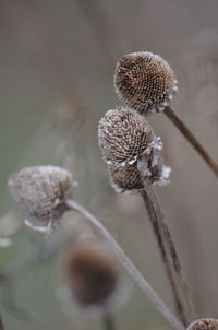 Close-up of dried plants