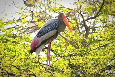 Bird perching on tree