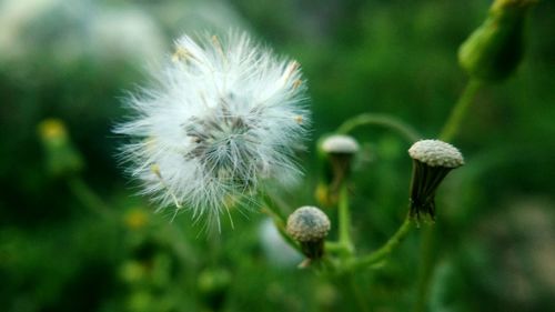 Close-up of flower against blurred background