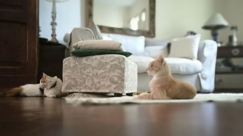 Two cats relaxing at home