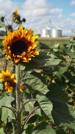 Close-up of sunflowers