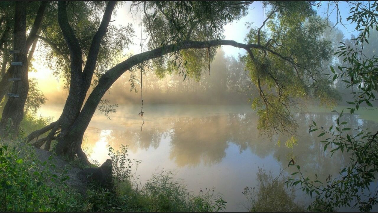 water, tree, tranquility, reflection, tranquil scene, lake, scenics, beauty in nature, sky, nature, silhouette, branch, idyllic, non-urban scene, sunset, lakeshore, growth, tree trunk, calm, outdoors