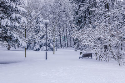 Trees on snow covered field