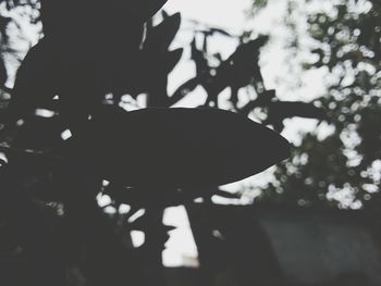 Leaves on tree trunk