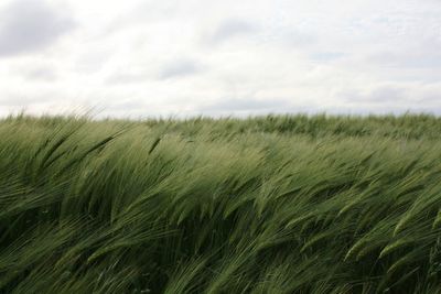 Close-up of wheat field against sky