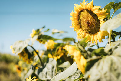 Close-up of yellow flowering plant against sky