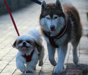 Portrait of dogs