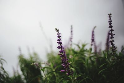 Close-up of purple flowering plants on field against sky