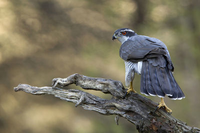 Close-up of bird perching on tree