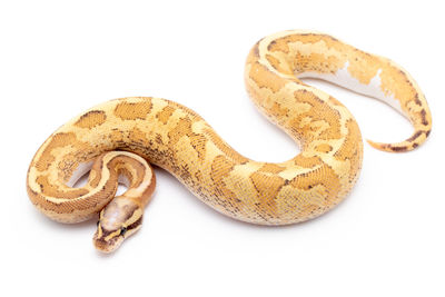 Close-up of a lizard on white background