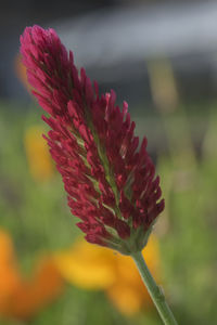 Close-up of pink flowers blooming outdoors