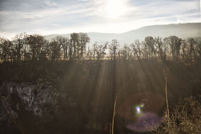 Sunlight streaming through trees in forest against sky