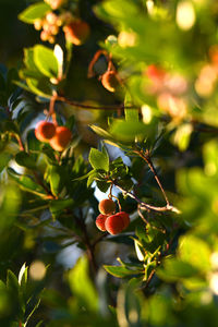 Close-up of berries growing on tree