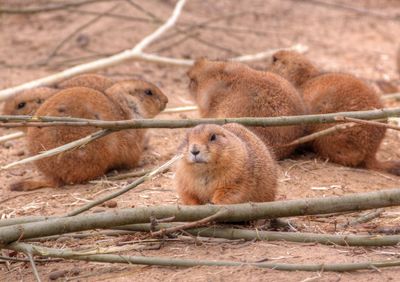 Marmots on ground