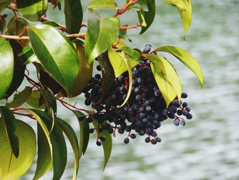 Close-up of fruits on tree