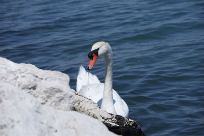 Mute swan swimming in lake by rock