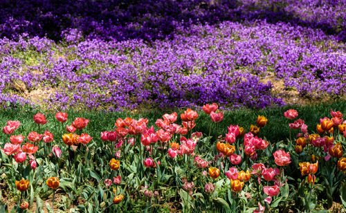 Fresh purple flowers in field