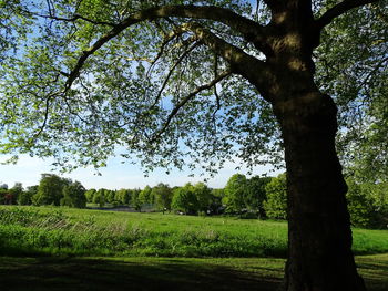 Scenic view of trees on field against sky