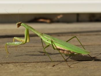 Close-up of grasshopper on wood