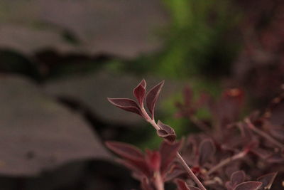 Close-up of plant against blurred background