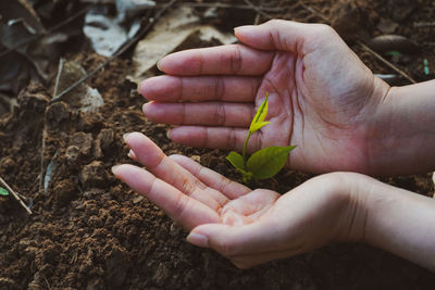 Close-up of hand holding plant