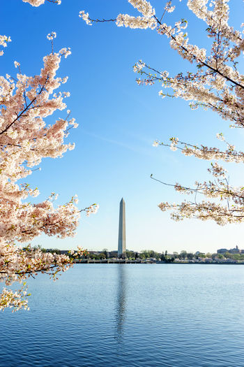 View of flowers in park