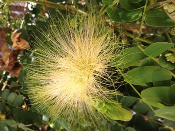 Close-up of plant