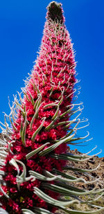 Close-up of red cactus plant against clear blue sky