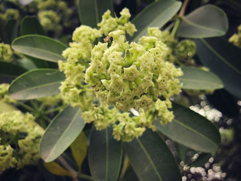 Close-up of flowering plant