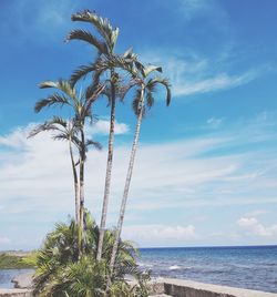 Palm tree by sea against sky