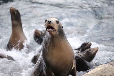 High angle view of sea lions against sea