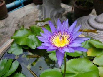 Close-up of lotus water lily in pond