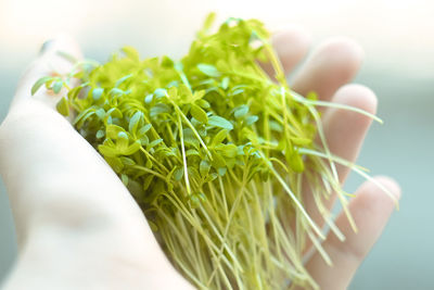 Close up fresh sprouts in hand concept photo