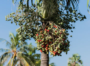 Low angle view of fruits on palm tree against sky