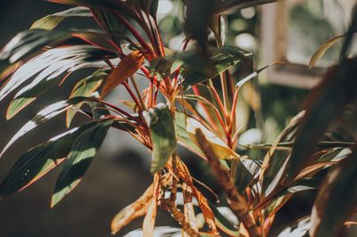 Close-up of plant