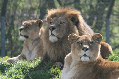 Lions on grass