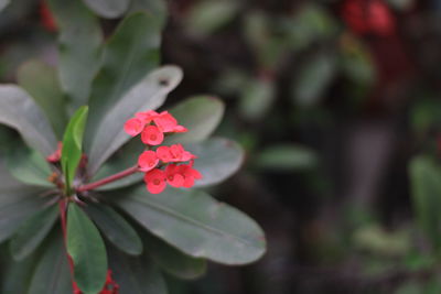 Close-up of red flowering plant