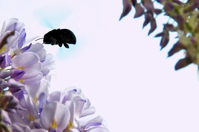 Close-up of bee on purple flowering plant