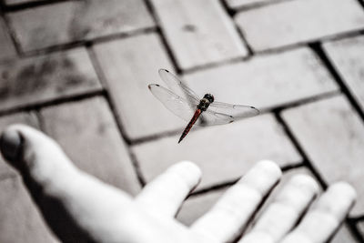 Close-up of insect on hand