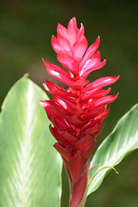 Close-up of red rose flower