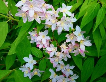 Close-up of white flowers