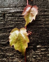 Close-up of wet leaf