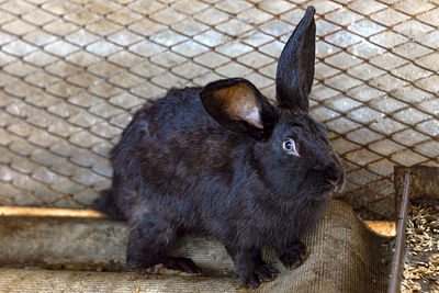 A cute little black rabbit with beautiful eyes.