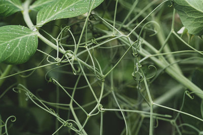 Full frame shot of water drops on plant