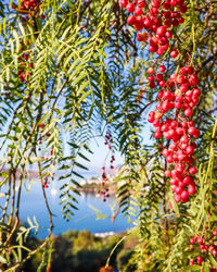 Close-up of red berries growing on tree