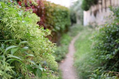 Close-up of plants growing in yard