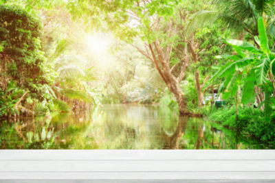 Scenic view of lake in park